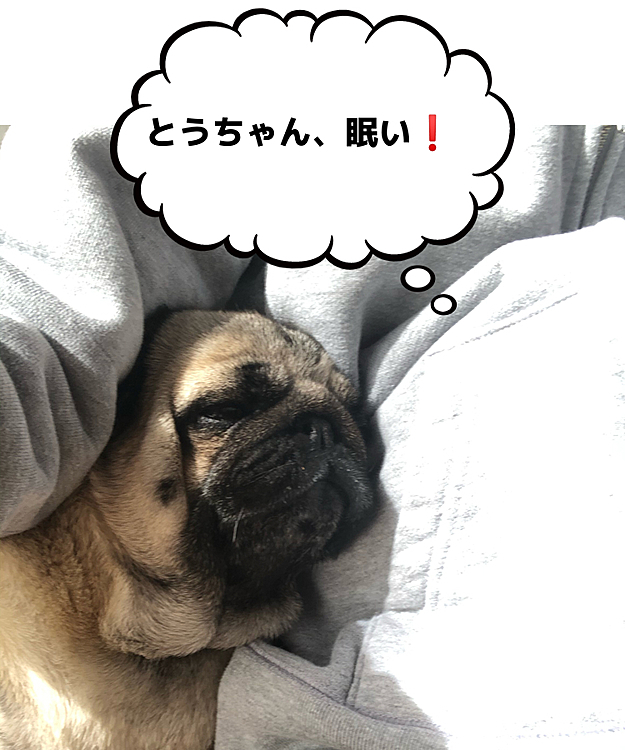 とうちゃんの脇をこじ開けて、お昼寝です💤