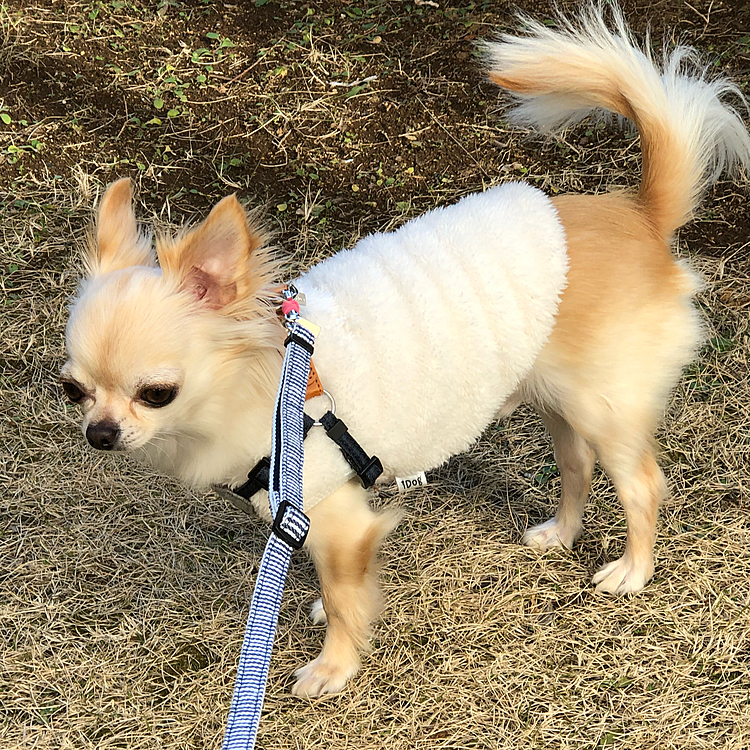 チッチも済んでお散歩スタートです😊
