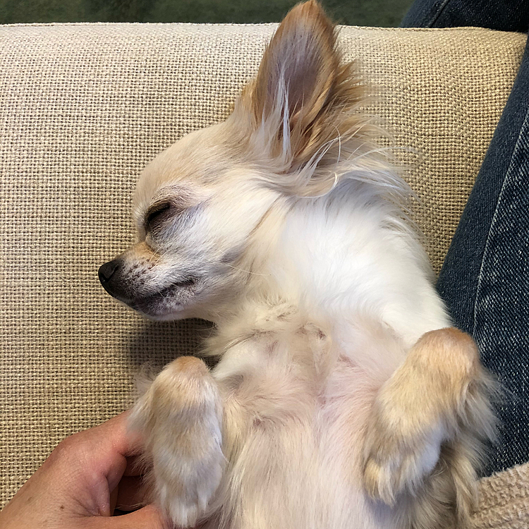 今日はいつもと違うコースに行ったので疲れたみたいです🐶💤抱っこも多かったのになぁ〜😅