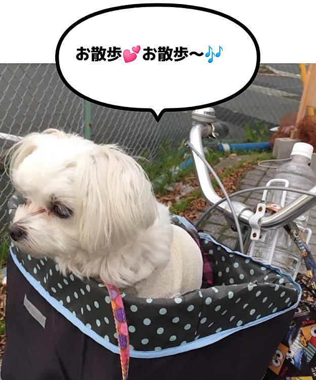 散歩になってる⁉️