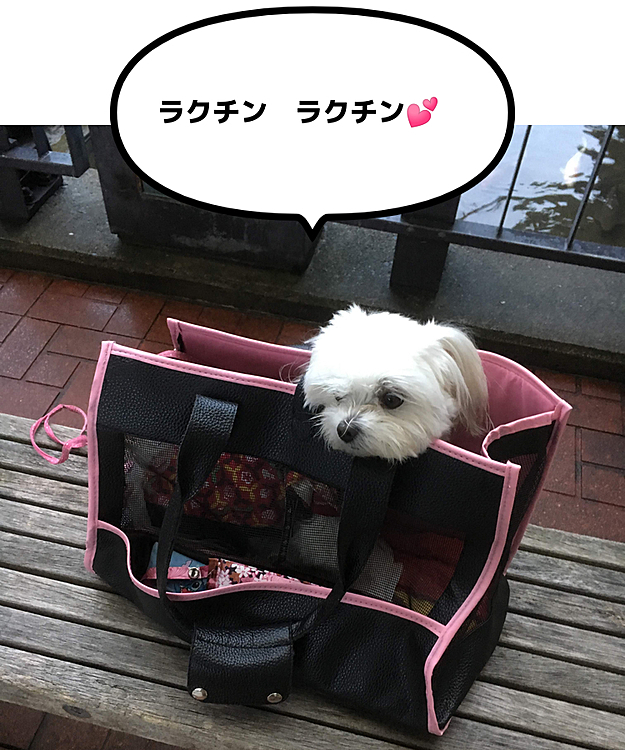 雨の日は商店街迄鞄の中です
喜んで自分から入ってくれます♪