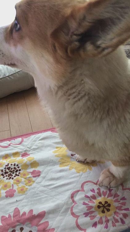 家族記念日ということで🤣
この3年で覚えた芸を一部お見せします😍
オテ、オカワリ、チョータイ、ハイ、フセ🌀てとこでしょうか🤣本人朝早くから何やらせんだよ🌀って感じで嫌々やってます!笑笑
