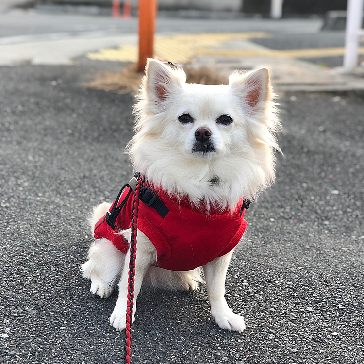 おはようございます🌥
今朝も気温高めでお散歩しやすかったです👍
もちろん小雪はご機嫌さんで小走りルンルン🎵連発でした🐶😊

さっき病院で体重測定してもらってきました🚗
なんと4.7kg→5.0kgになりました💦
あかん❣️
小雪、ダイエットして元に戻そうね😊
