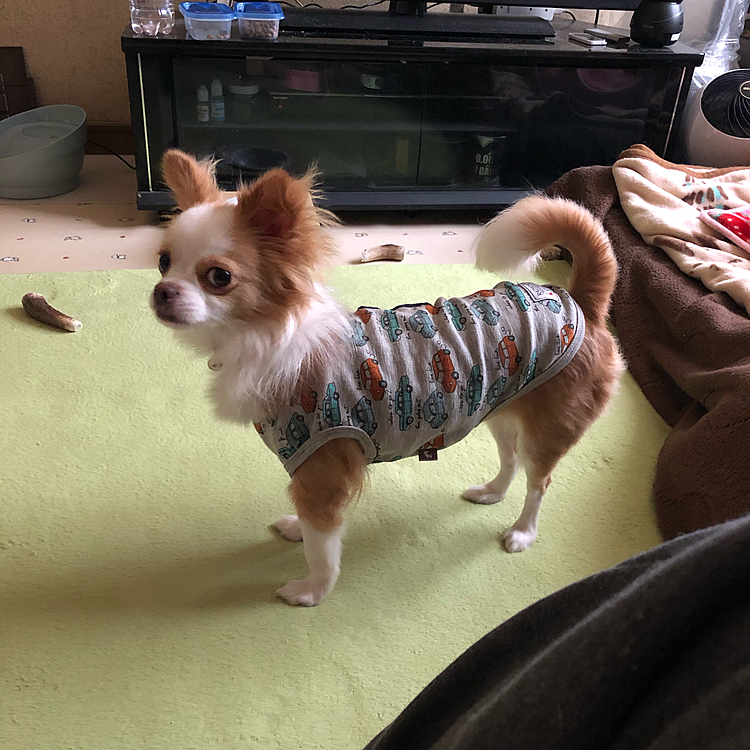 小春はいつものようにイタズラ＆オモチャに夢中🎵🐶
『なんで撮るん❓』って感じですが🤣

小春も体重測定してもらってきました🚗
避妊手術後は3.4kg→3.6kgになりました✨
体脂肪率も今がちょうどいいらしく、今の体重をキープするようにって🎵
好き嫌いなく食べる子やから、現状維持が難しいなぁ😂