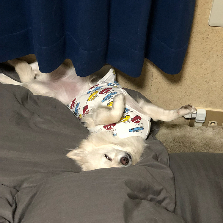 咲夜の小雪🌙
昼間にプライベートドッグランで遊んだので疲れたようです🐶
いつもの安定したヘソ天💕