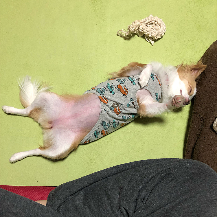 小春も昼間にドッグランで遊んで、夕飯もしっかり食べたので爆睡🐶

皆さん、お気づきでしょうか❓
小春がこんなに渾身のヘソ天で寝るって
じつは初めてなんです🤣
