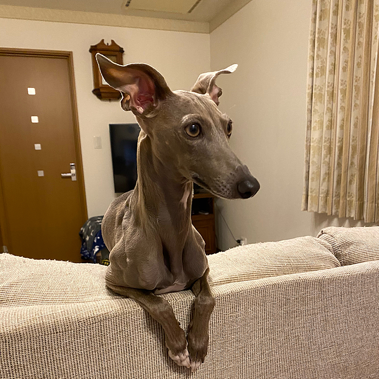 ここからキッチンがよく見えます👀
