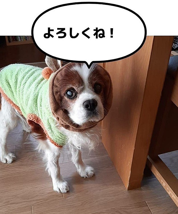 いつも同じ服ばかり着てますが今日はスヌードを垂れ耳に着けてみました。