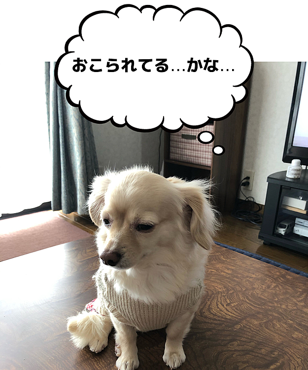 こんにちは😃

イヴさん、やってくれました〜😆
テーブルに乗ってるじゃありませんか😱
こらぁ〜！の声で、ビビってます🤣
ヤバイ🐶のお顔です💦

このテーブル、低めで短足イヴには登りやすいかど、書類を持ってくる間にやられました😵