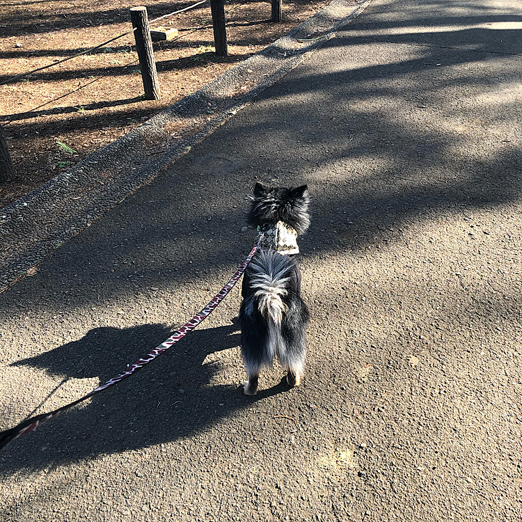 
今日も行ってきました、森林公園🌳🌟

時間差で友人もわんこといたそうです😳
びっくり😳🎉

会えなかった💦

とらくんはお友達たくさん会って
追いかけっこしたり楽しそうにやってました😊🐾

