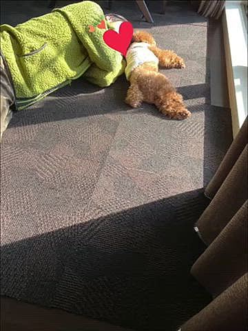 ほとんどママの股でくつろぐハッピー💕
でもたまに天気が良いと日向ぼっこします🐶
そんなハッピーに添い寝するパパさんとハッピーのやり取りが面白かったです😆