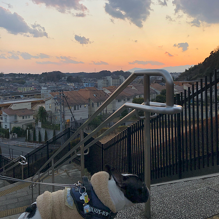 今日は暖かな1日でした😀
夕方のお散歩も、それほど厚着せずに行けました😁