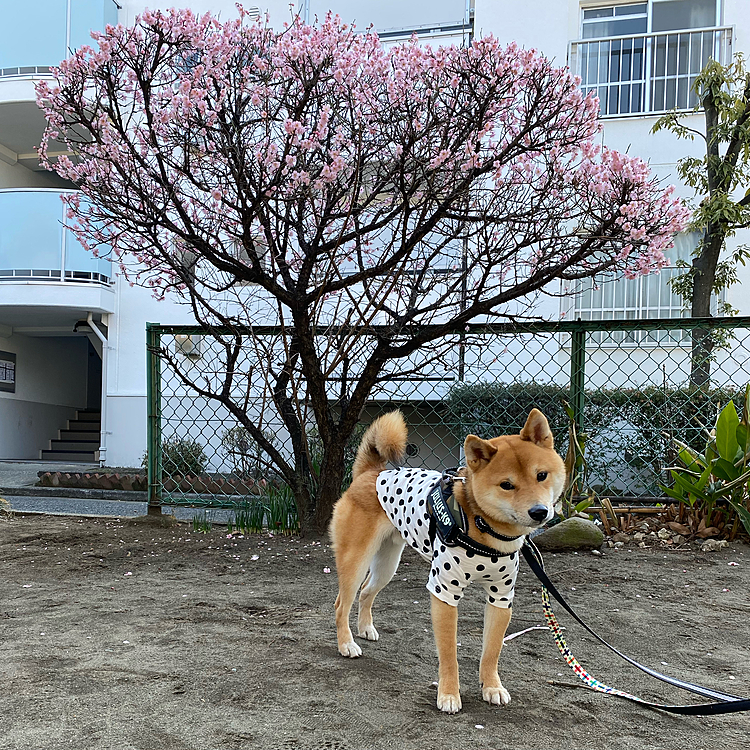 2021.02.07
散歩途中、小さな公園の木の花が咲いていたので🤳
昨日も通ったけど咲いていたのかな、気づかなかった💦