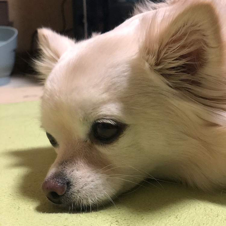 おはようございます😄
休み明け月曜日の朝は眠い〜🥱
もちろん小雪もネムネムです💤
でも朝ん歩に行ってきましたよ🎵🐶