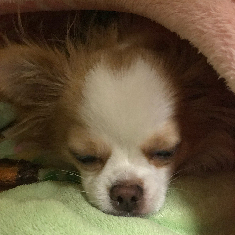 小春もネムネム〜💤
ちゃんとドームに入って寝てました🤣
やっぱり暖かいし落ち着くんやね👍