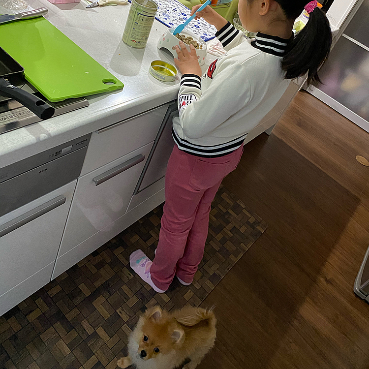 娘がご飯作ってる間下で待ってます（笑）
食欲旺盛です❤️
昨夜はケージ内にししまるを入れて私は近くで寝たら…夜泣きはしませんでした（泣）