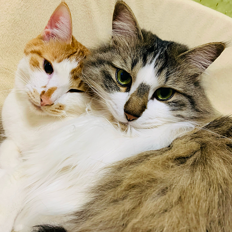 仲良くおはよー♪(=^x^=)
