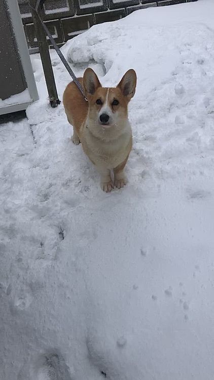 家に着いて、またまた雪かき🌀
まあるには、お外に居てもらいました😊
終始吠えまくりで近所迷惑💦
少しは黙りなさい💦
寒かったか🌀
