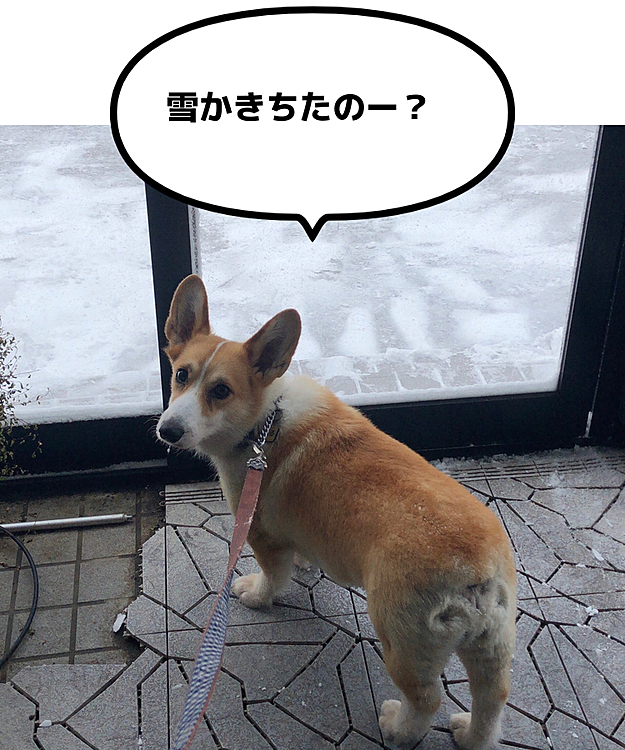 呑気なまある💦
ふぅ〜🌀
地獄の朝の散歩でした💦
私もまあるも、全身真っ白で帰宅しました🌀