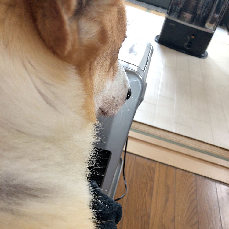 2人で暖をとりました😍
わかりにくいけど、抱っこされてます🤣笑笑
今年の冬はおかしーぞ😱😱😱😱😱