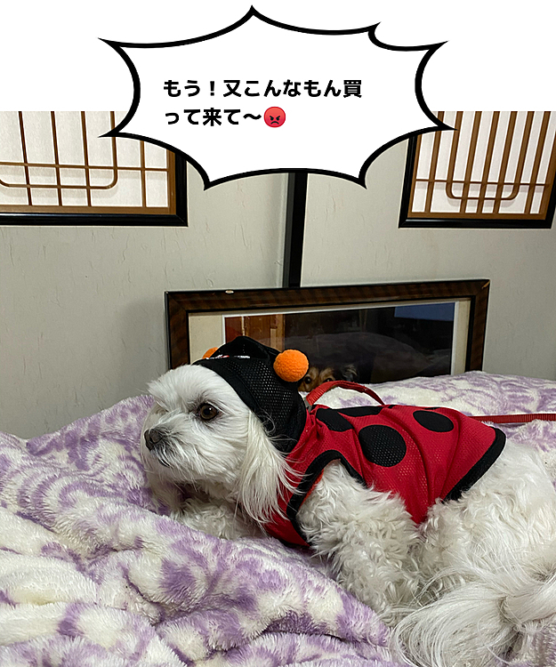 てんとう虫🐞にされて不機嫌なココ
