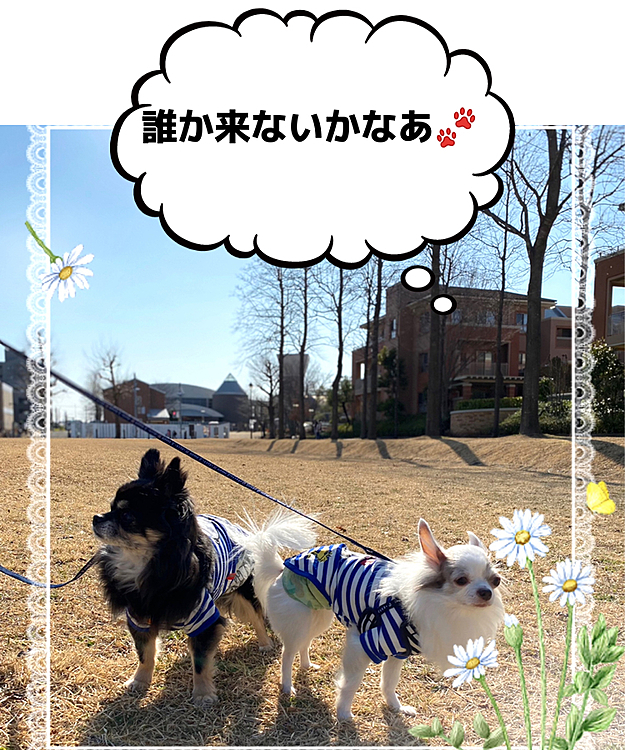 お散歩🐾🌿
日曜日☀️はとても暖かくて🐶
いつもよりのんびり〜🐾💓🐾