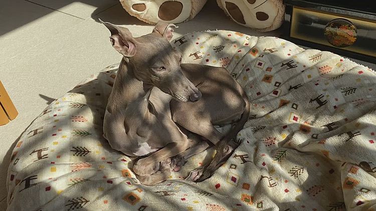クッションを置いておいたら、
日向ぼっこしていました☀️