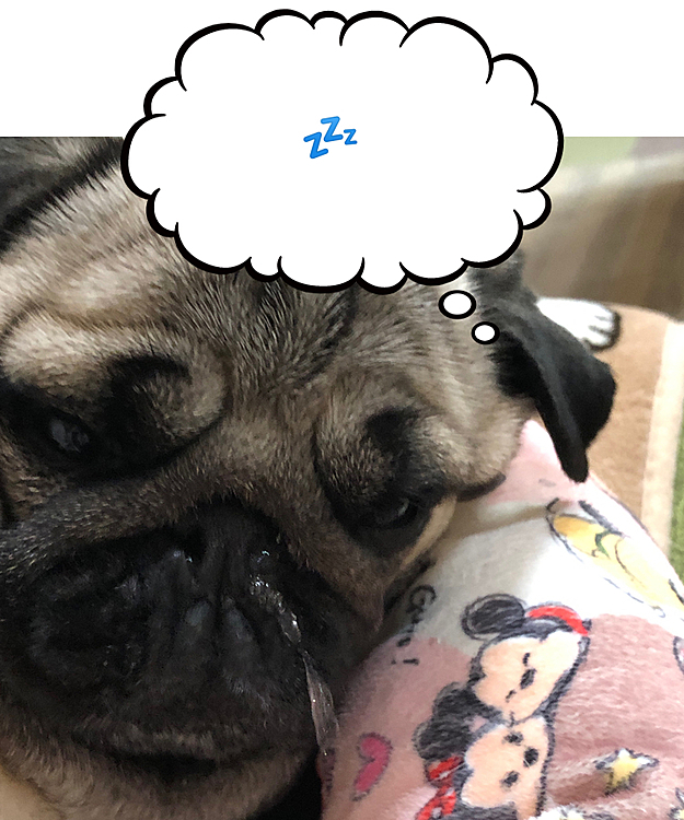 はじめてのトリマーさんでシャンプーしてきました🐶
優しいトリマーさんでした😊
疲れて爆睡です💤