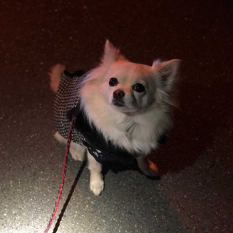 おはようございます😄
今朝も小雪は元気いっぱいお散歩してきました🎵🐶
まだ暗かったけど、しっかり歩いたね👍😆