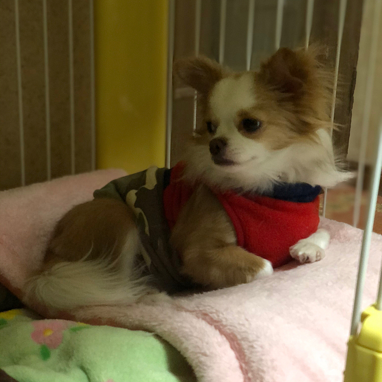 小春はトイレ🚽して、オモチャ物色して遊んだら休憩🎵🐶
『ふぅ🎵朝からひと遊びしたった〜🐶』って感じかな😂
