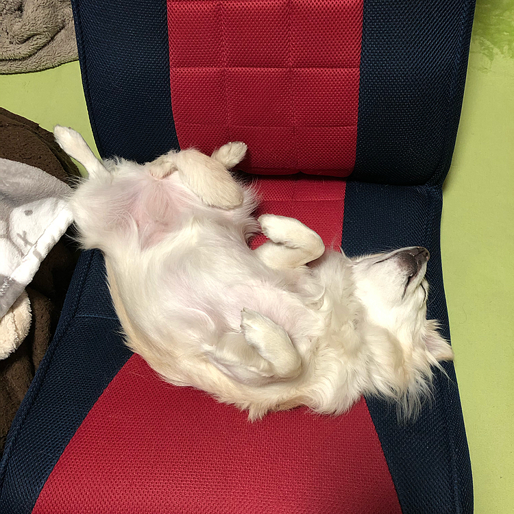 昨夜の小雪🌙
ちょっと❣️
そんなところで寝たら座れへんやん😱
座椅子、返しなさいよ〜🤣