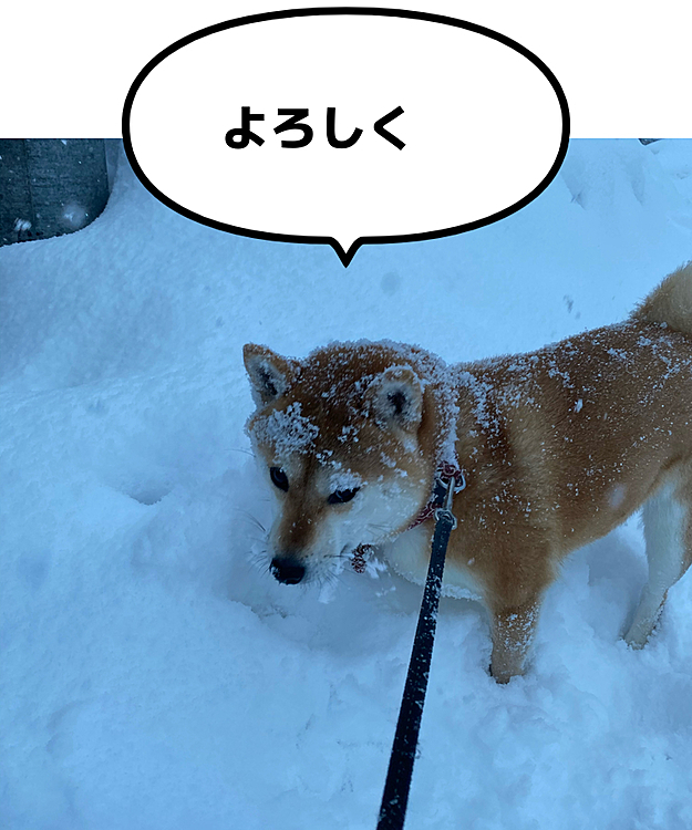 はじめまして！
なんとなく始めてみました(๑´>᎑<)~♡

今日は大雪！
朝のお散歩は真っ白になりながらꉂꉂ(ˊᗜˋ*)笑