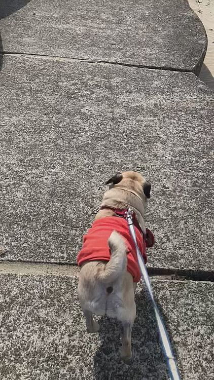 負けたくありません🐾🐽