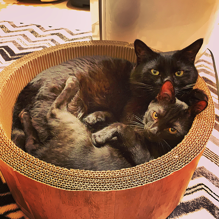 黒猫の詰め合わせ！
