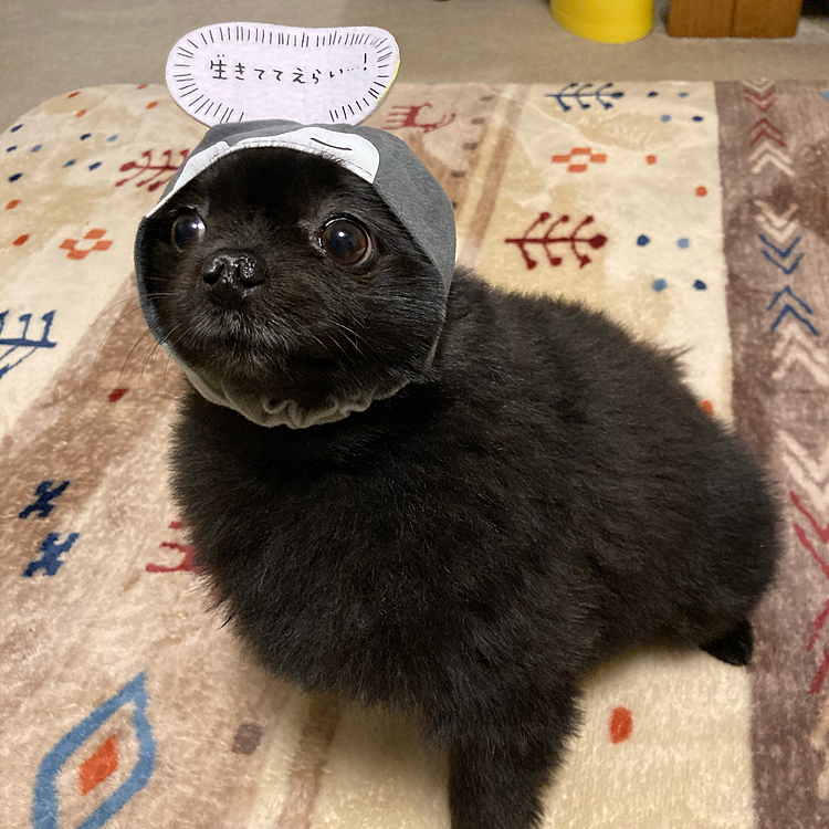 めっちゃサボってました
新しいかぶりもの、コウペンちゃん🐧
今回のは吹き出し付き