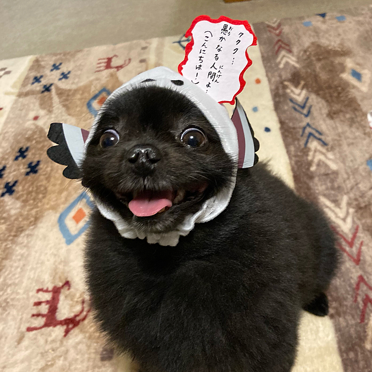 こちらはシマエナガの邪エナガ(よこしまエナガ)ちゃんのやつ🐦
なんか吹き出しのセリフ言ってそうな顔に撮れました(ﾉ∀`)