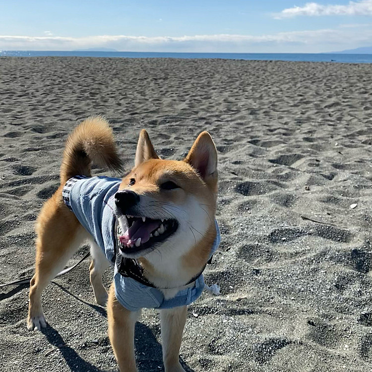 2021.02.09
今日は海散歩🐚🏖
海なのに…ロングリードを忘れてしまった😭
