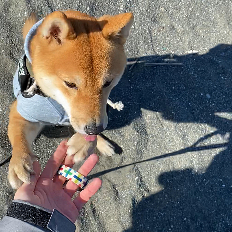 にいにと走っておやつ食べて楽しくお散歩できたようです😊