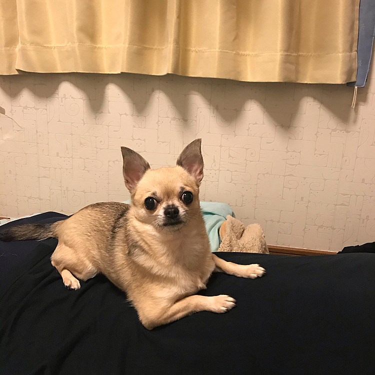 こんばんは🌙
お兄ちゃん(息子の)の背中におんぶしてもらってます🐶👍どっしりしてて安心するね🐶✨