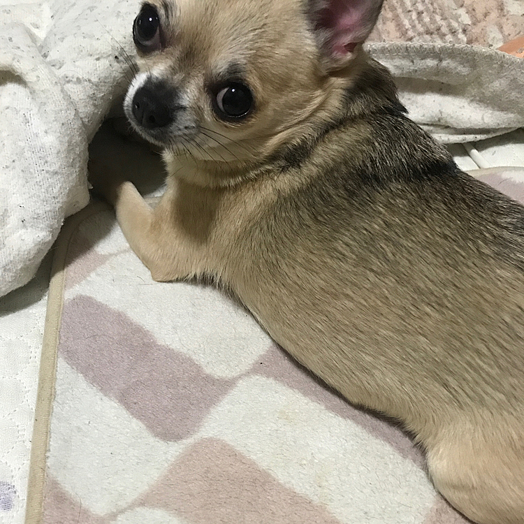 自分の部屋に戻って寝る準備してます🐶💤