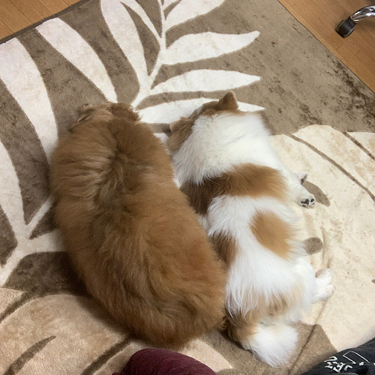 せつらの投稿