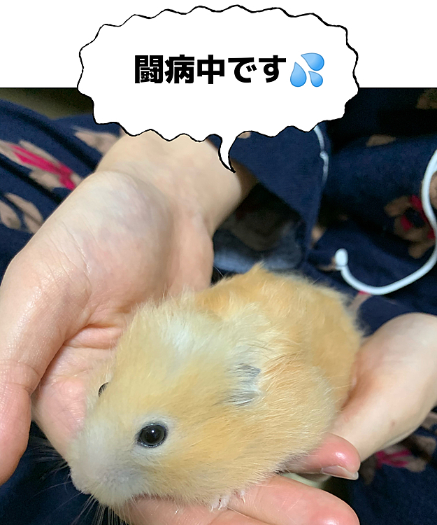 きな子ちゃんはまた調子を崩してしまいました💦本日3度目の病院でレントゲンしてもらい、肺に疾患があるようです🫁ゆっくり部屋ンポしてね🐹