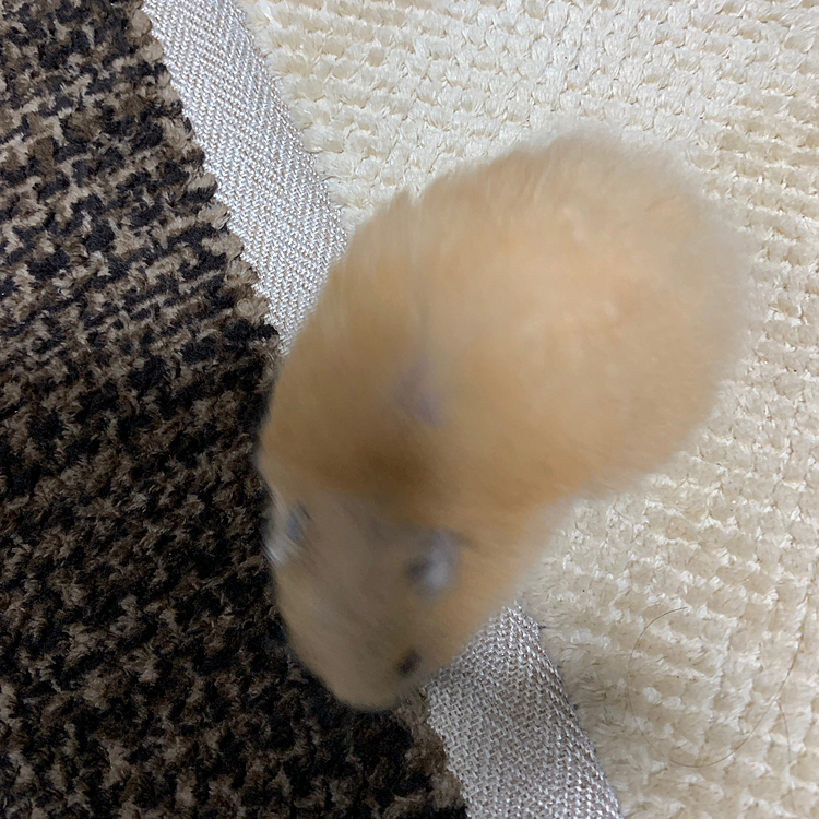 激しい動きは出来ないのでゆっくり部屋ンポね♪