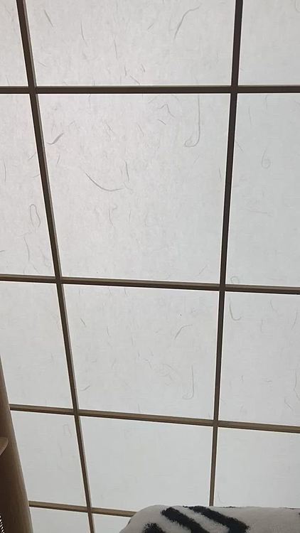 その後、おかーたんは窓を開けに行きまちた😊あ〜もぉ💦また雪積もってる💦って言ってまちた😊ボクたんはうれちくなりまちた!
おちゃんぽ行きたくなりまちた。