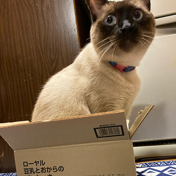 箱📦ちっちゃ🤣