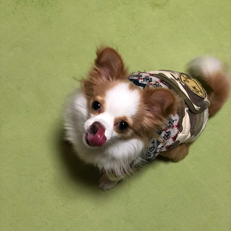 今朝の小春は早起きさん🎵🐶
そのお顔…
なんか悪さを企んでるやろ❓🤣