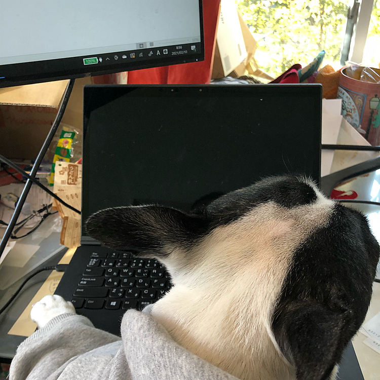 まろもリモートワーク中です😁