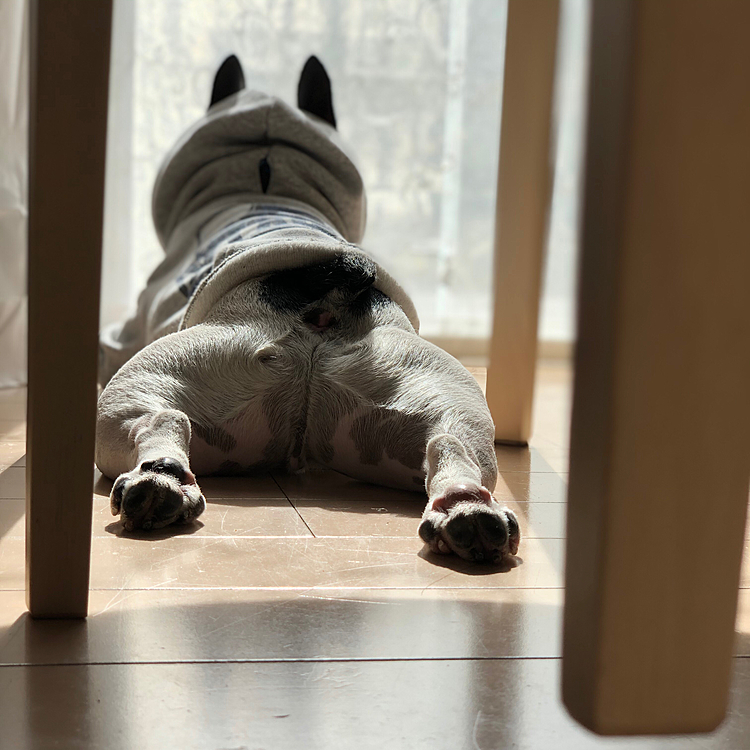 ビジネス犬まろ、休憩に入りました😆
