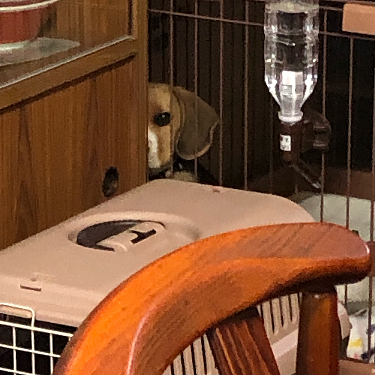 昨日ご飯の準備してて、視線を感じて振り向いたら…👀
いつも監視されてます👀🐶🧢