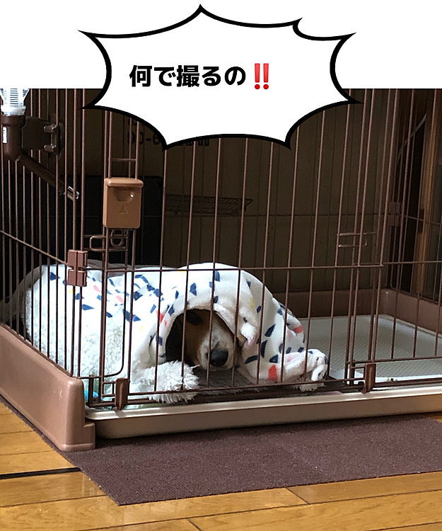 潜るの大好きなんだね❤️
出て来るのも上手になったよ😂